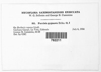 Puccinia pygmaea image